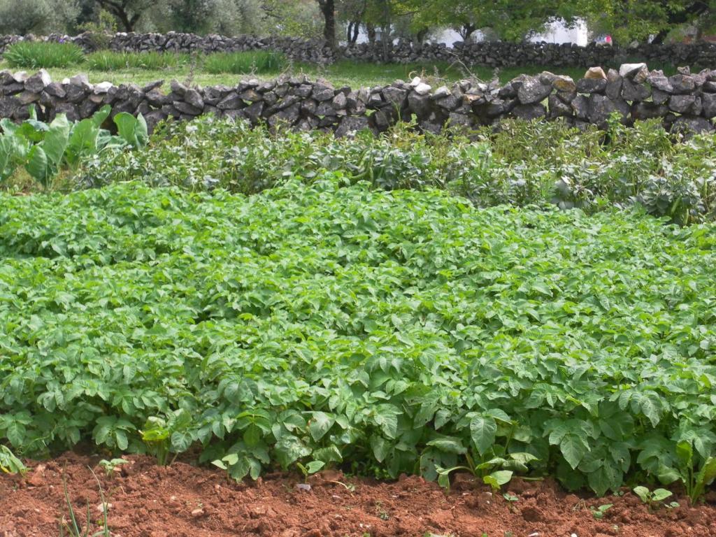 Retiro Da Avo Lidia - Turismo Rural Mendiga Buitenkant foto